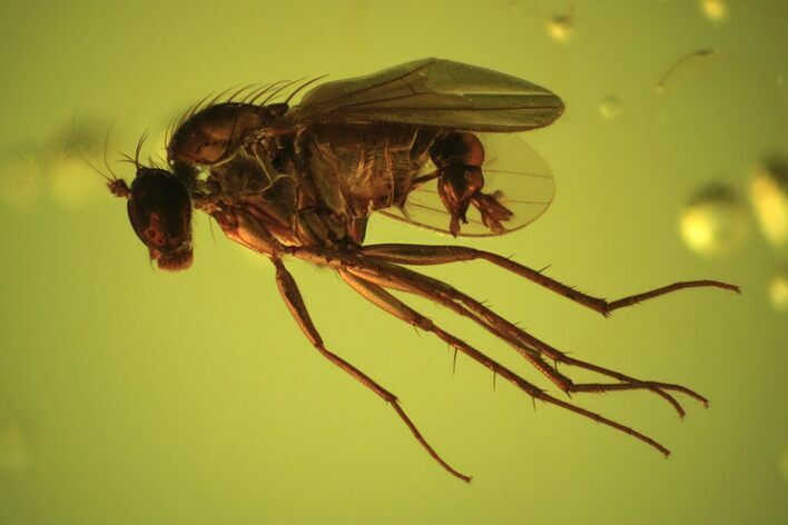 Detailed Fossil Fly (Diptera) In Baltic Amber #90855